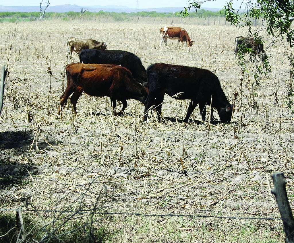 Delito. Durante el pasado mes de octubre se interpusieron nueve denuncias; es la cifra mensual más alta del 2023.