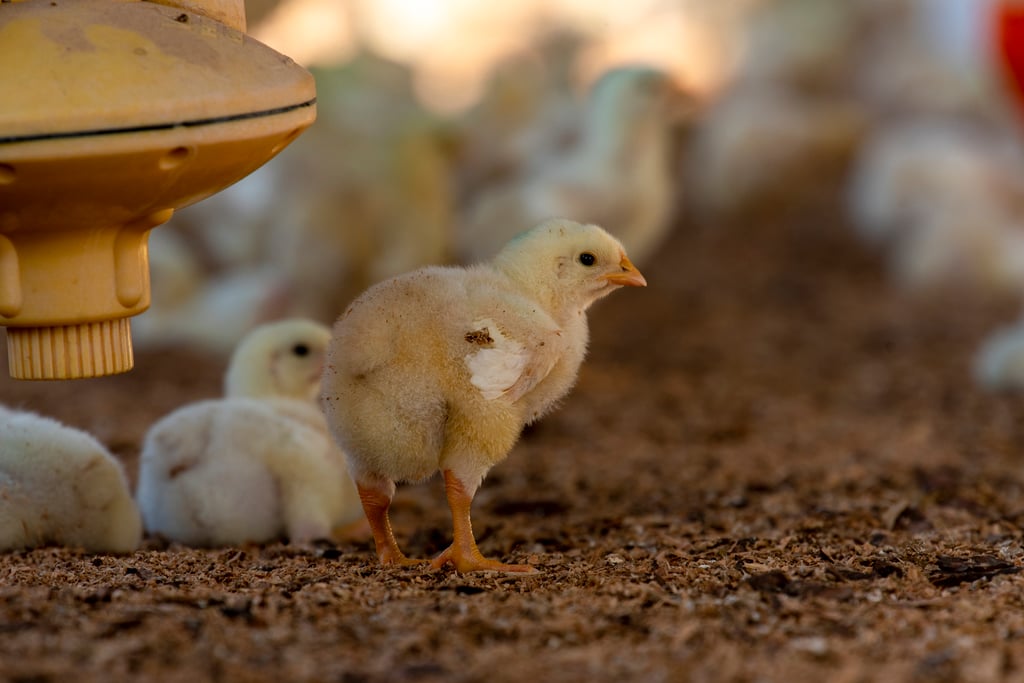Rebasada, capacidad de sacrificio de aves en Durango