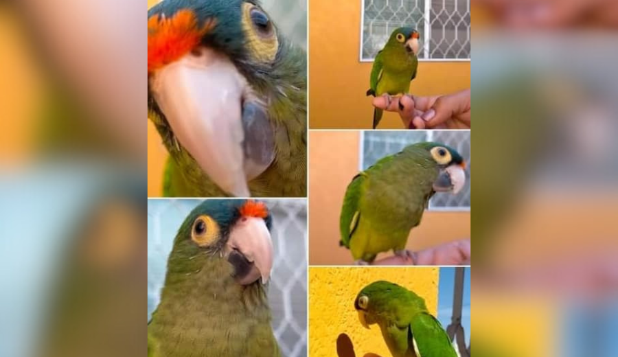 Ofrecen recompensa por 'Nico', un perico que presuntamente fue robado en Durango