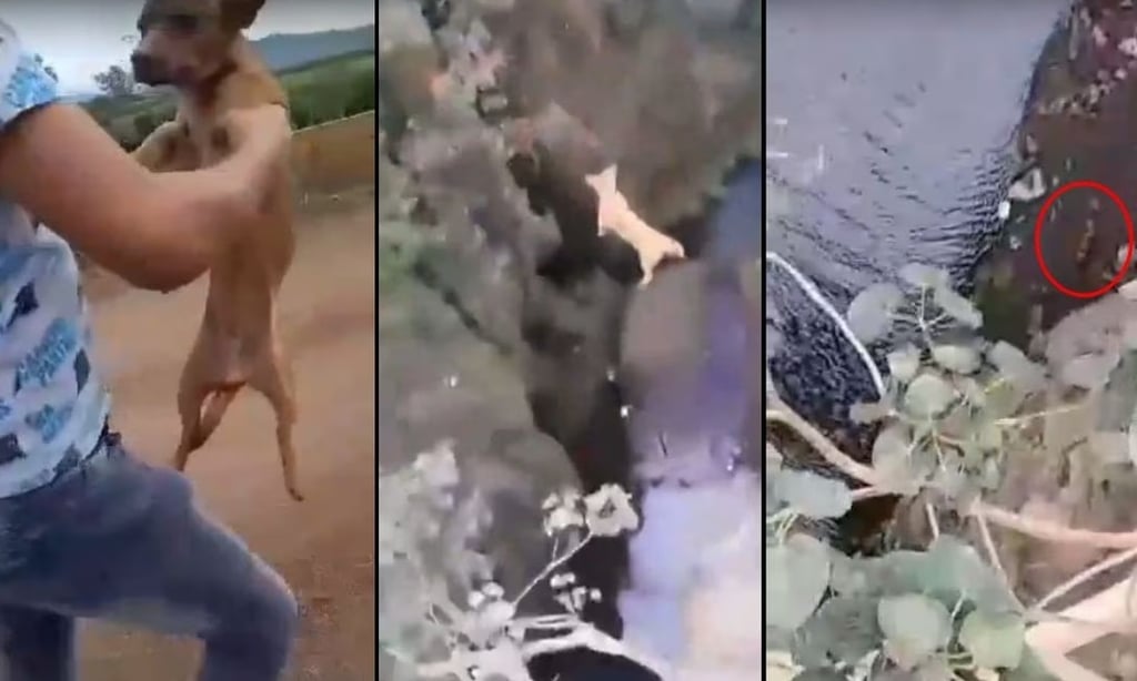VIDEO: Lanzan y disparan desde un puente a perrito en Michoacán; imágenes indignan en redes