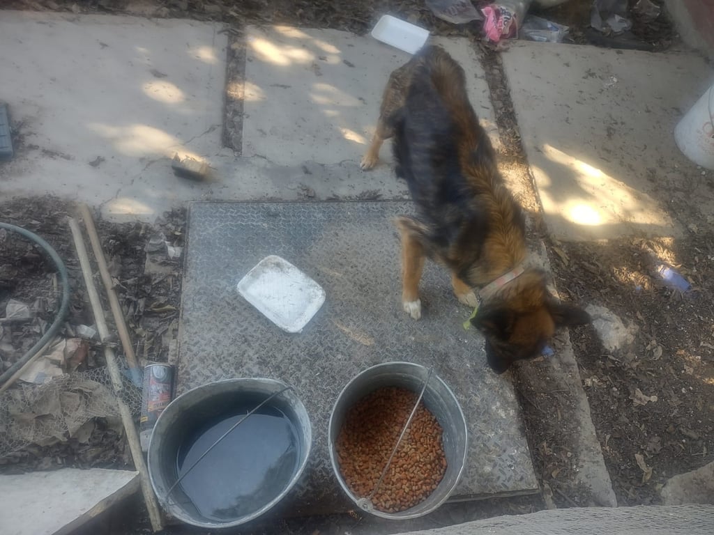 Situación. Luego del reporte, personal de la Dirección de Salud se hizo cargo del caso y se abocó a la atención del perro que se encontraba en abandono.