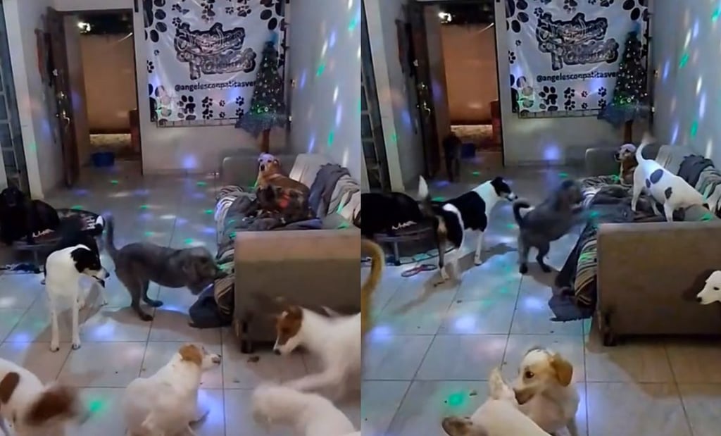 Albergue transmite a perros 'bailando' y se vuelve viral el video