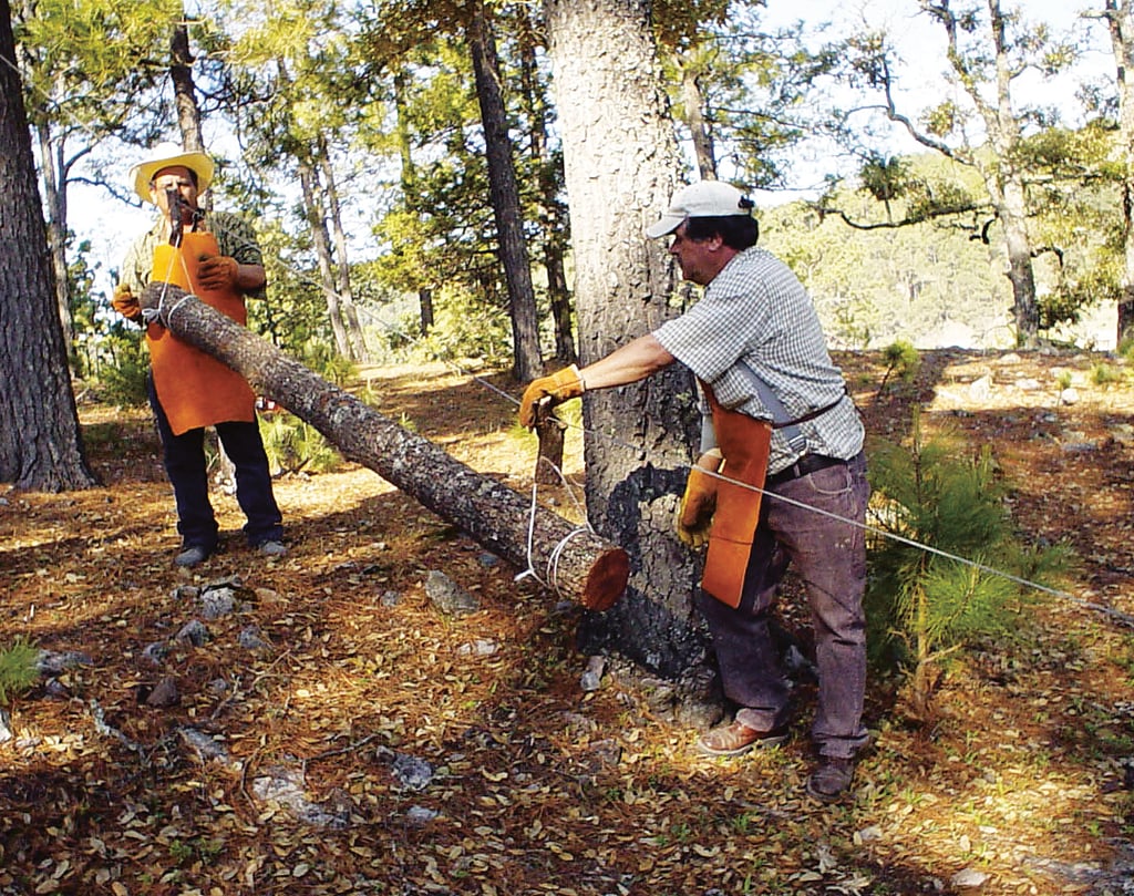 Importación de madera impacta a forestales locales