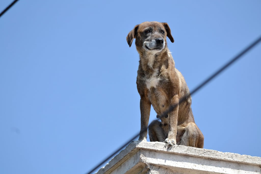 Rescate animal debe ser con responsabilidad: Mario Pozo