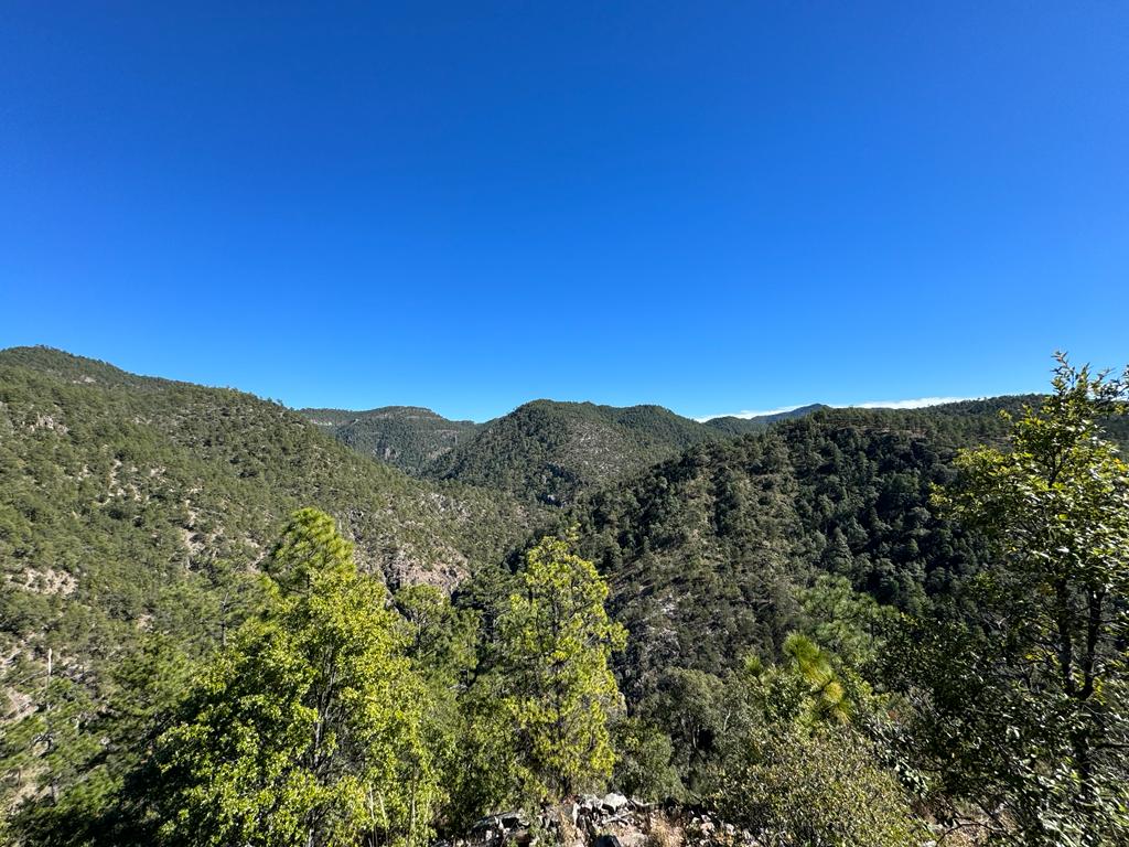 Protegen árboles que están en riesgo en la Sierra del Nayar