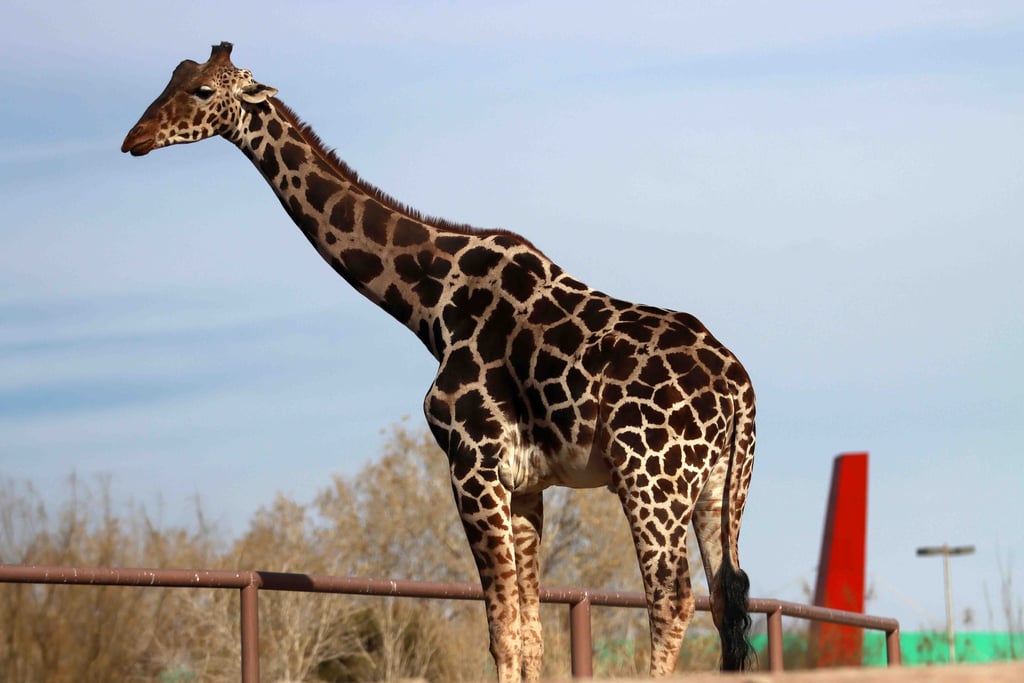 Desde esta mañana de sábado llegó a Ciudad Juárez, Chihuahua, un contenedor de Africam Safari en el que será trasladada la jirafa Benito hasta Puebla. (Foto: Agencia EL UNIVERSAL/Christian Torres/EELG)
