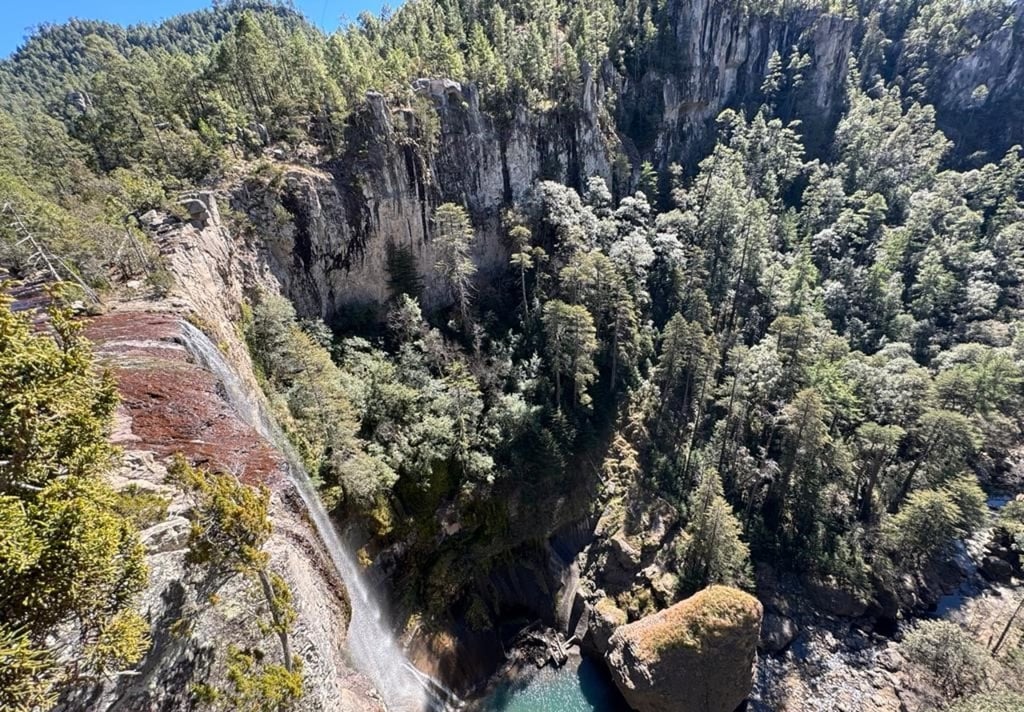Protegen árboles que están en riesgo en la Sierra del Nayar