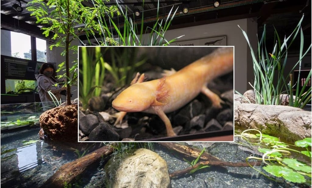 Museo del Axolote está de fiesta; cumple un año de vida