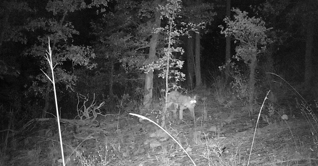 Avistan un puma en El Tecuán, Durango