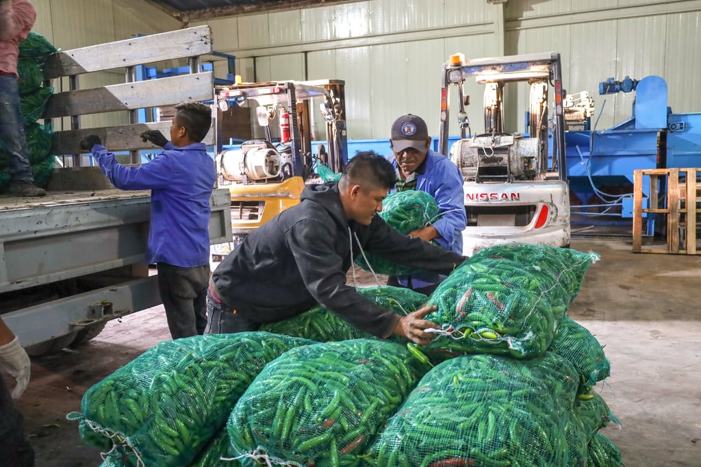 Estados Unidos demandó la mayor cantidad del fruto verde. (EL SIGLO DE TORREÓN)