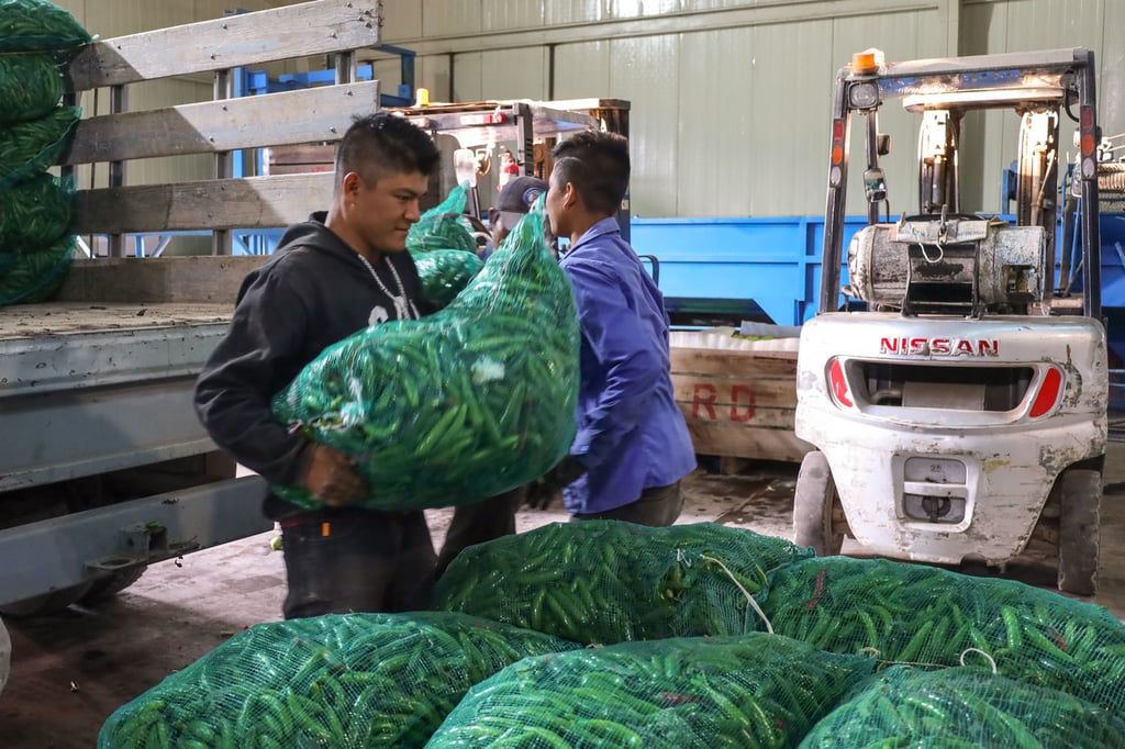Sinaloa, Chihuahua y Zacatecas reportaron una cosecha de 751 mil 839 toneladas, 701 mil 392 toneladas y 480 mil 694 toneladas, respectivamente. (CORTESÍA)