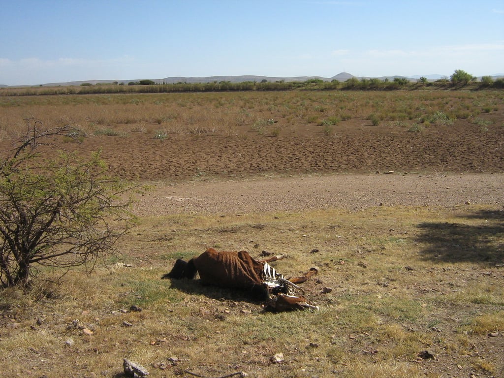 Impacto. El 40 por ciento del territorio duranguense se encuentra en condiciones de sequía excepcional, otro 22 por ciento sufre sequía extrema y en el 21.8 por ciento es severa.