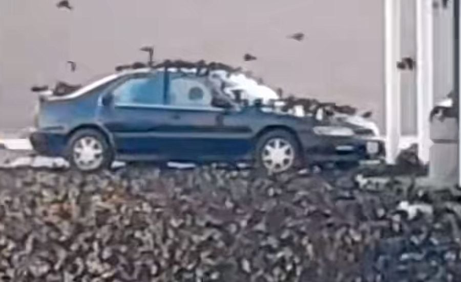VIRAL: Decenas de pájaros 'tapizan' el estacionamiento de un centro comercial en Durango