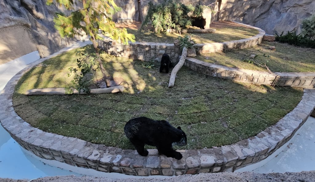 Rehabilitan. Un nuevo espacio para los osos del Zoológico Sahuatoba, que podrá albergar a otros ejemplares rescatados del país.
