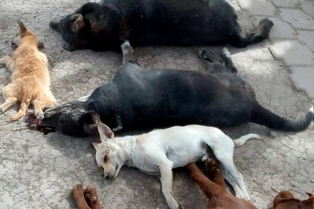 Mueren envenenados 10 'lomitos' en rancho de Durango