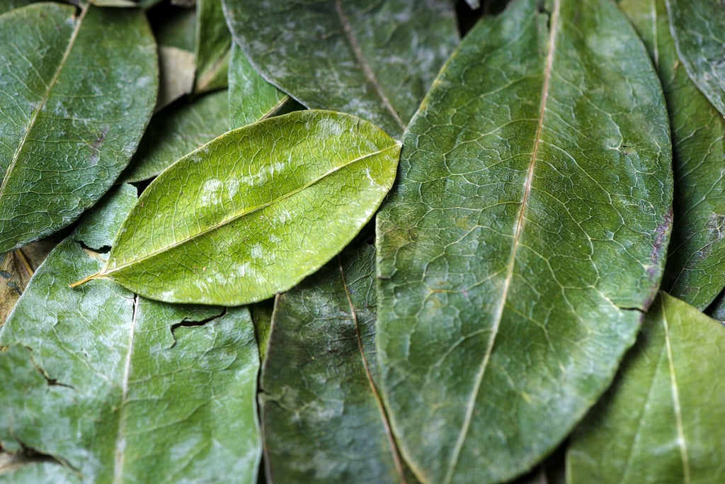 El uso médico de la hoja de coca