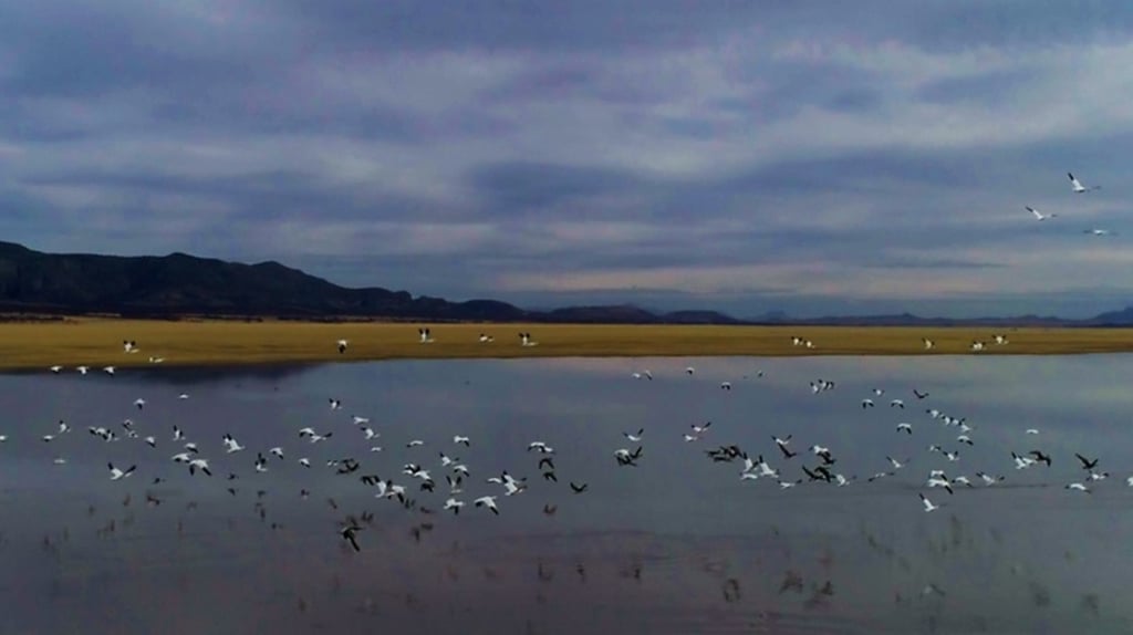 Análisis. En Nuevo Ideal, en la Laguna de Santiaguillo se estudiará cómo se comportan las aves ante el eclipse.