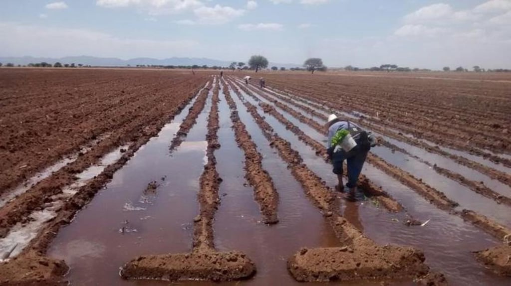 Opción. Los que siembran con agua rodada son los que la obtienen de presas, y este año no habrá para la gran mayoría.