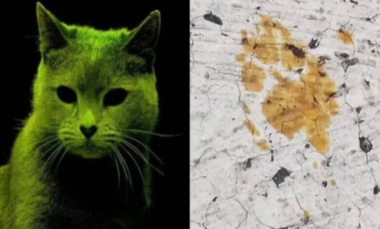 Buscan a 'gato radiactivo' en Japón