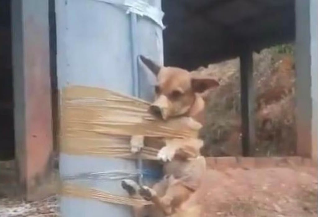 VIDEO: Hombre encinta a perrito a un poste por hacer sus necesidades frente a su casa