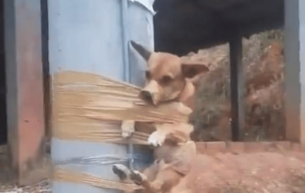 VIDEO: Hombre encinta a perrito a un poste por hacer sus necesidades frente a su casa