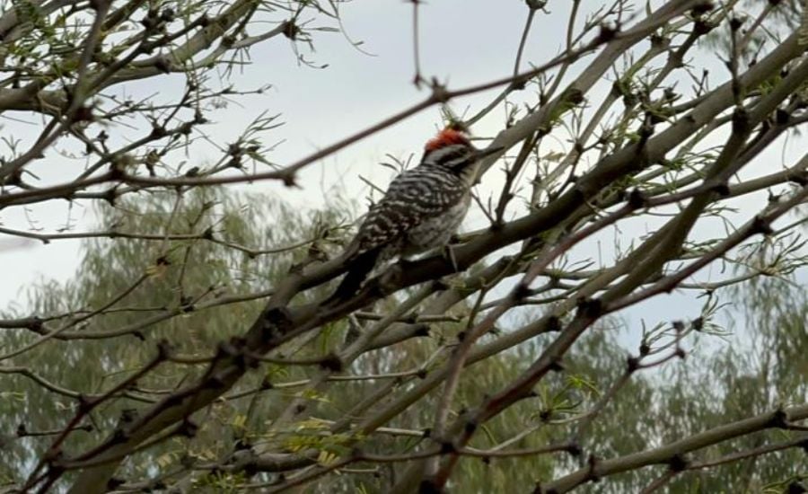 Sendero para observación de aves en Durango, requiere de intervención