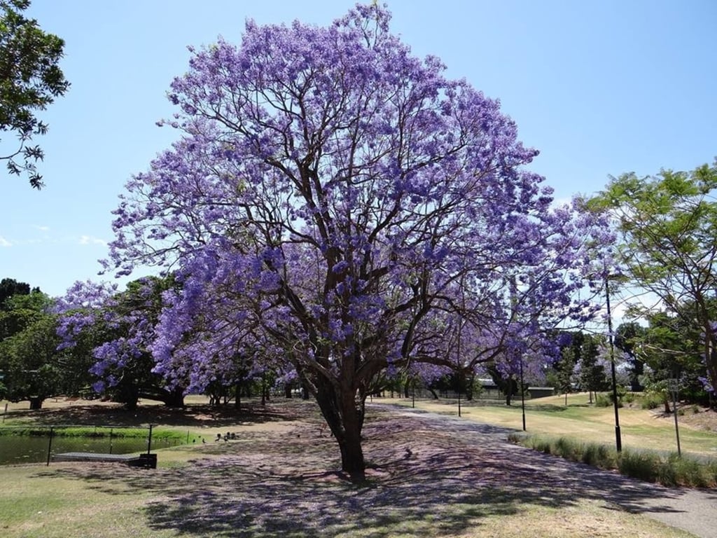 Ciudad con jacarandas