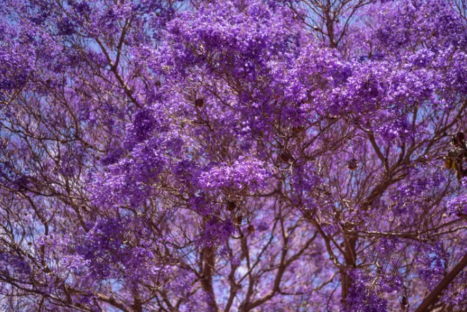 Propiedades de la infusión de jacaranda