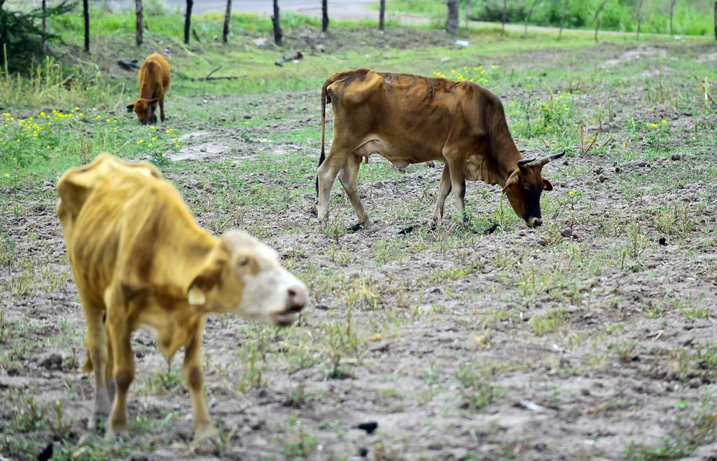 Necesaria la reducción de la población de ganado por sequía en Durango