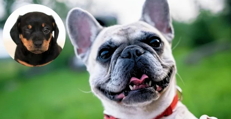 ¿CURP para mascotas?, Ya es obligatorio en CDMX