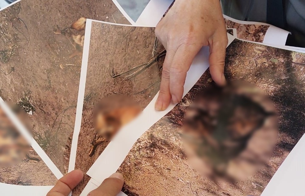 Denuncian muerte de decenas de perros por envenenamiento cerca de La Martinica