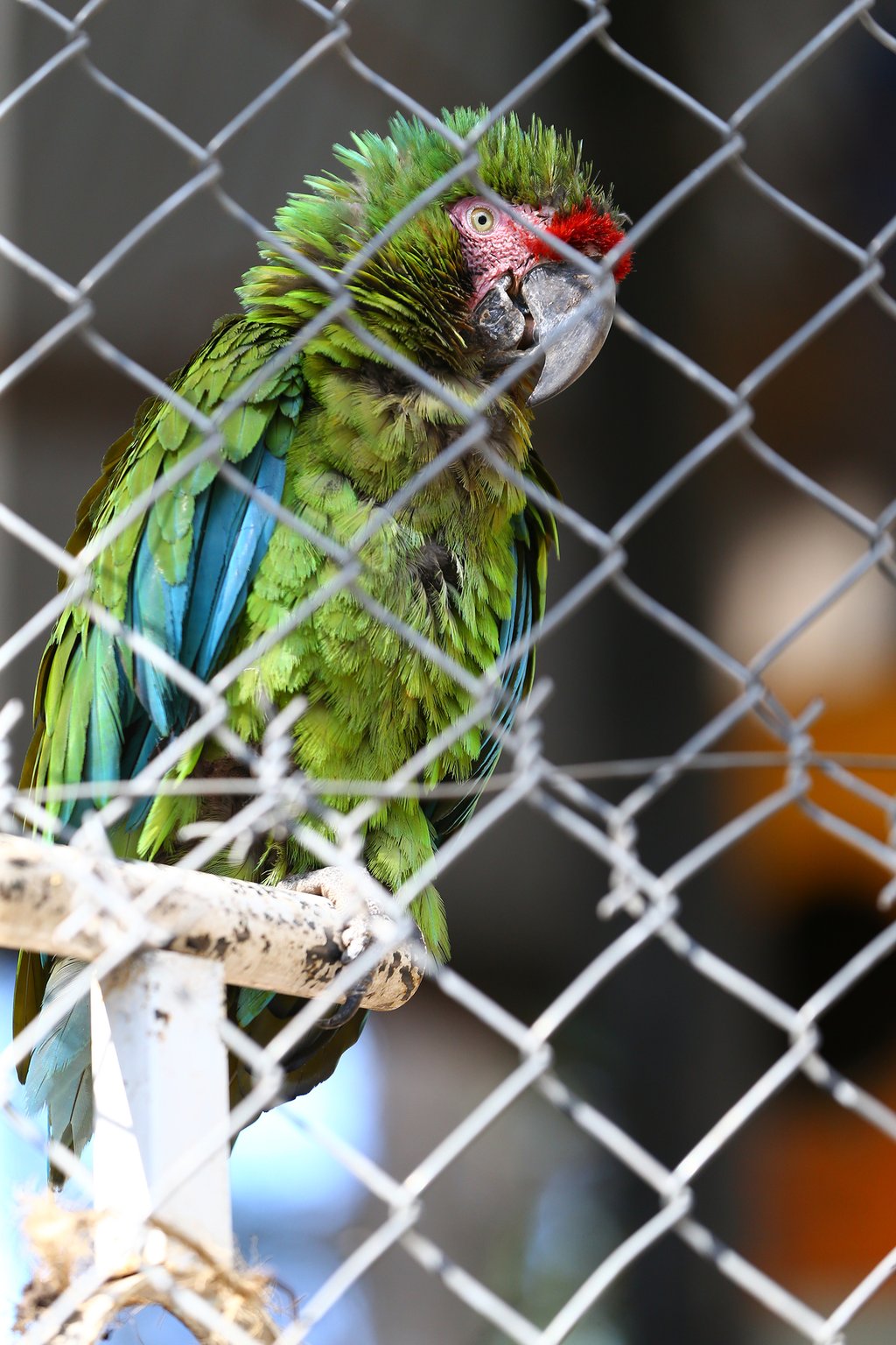 Tráfico. A través de redes sociales, se venden especies protegidas.