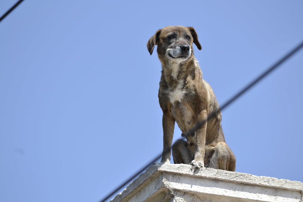 Cuidados. No solo los perros en situación de calle viven en malas condiciones; también algunos con un hogar.