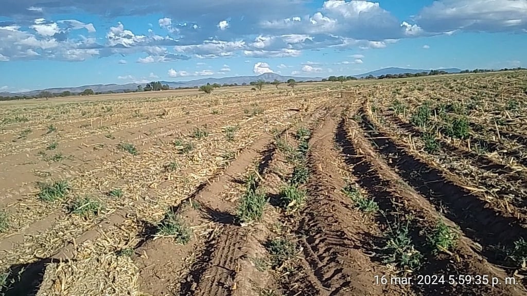 Tierras. Las dos hectáreas del señor Pulgarín que inscribió en el programa Producción para el Bienestar se usan para la siembra de maíz o de frijol