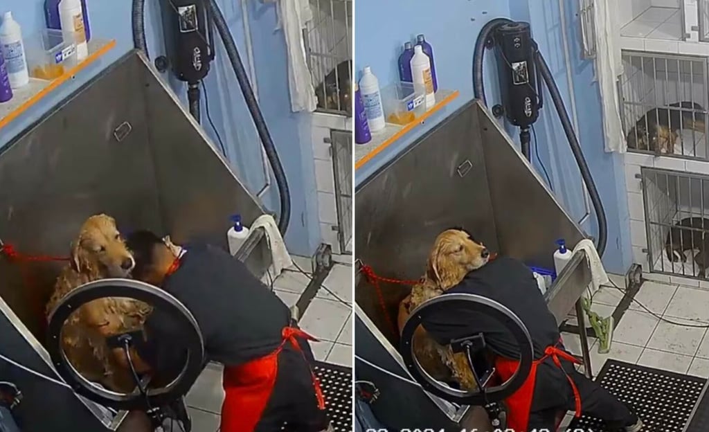 VIDEO: Empleado de estética canina causa ternura tras cantar a todo pulmón mientras baña a perrito