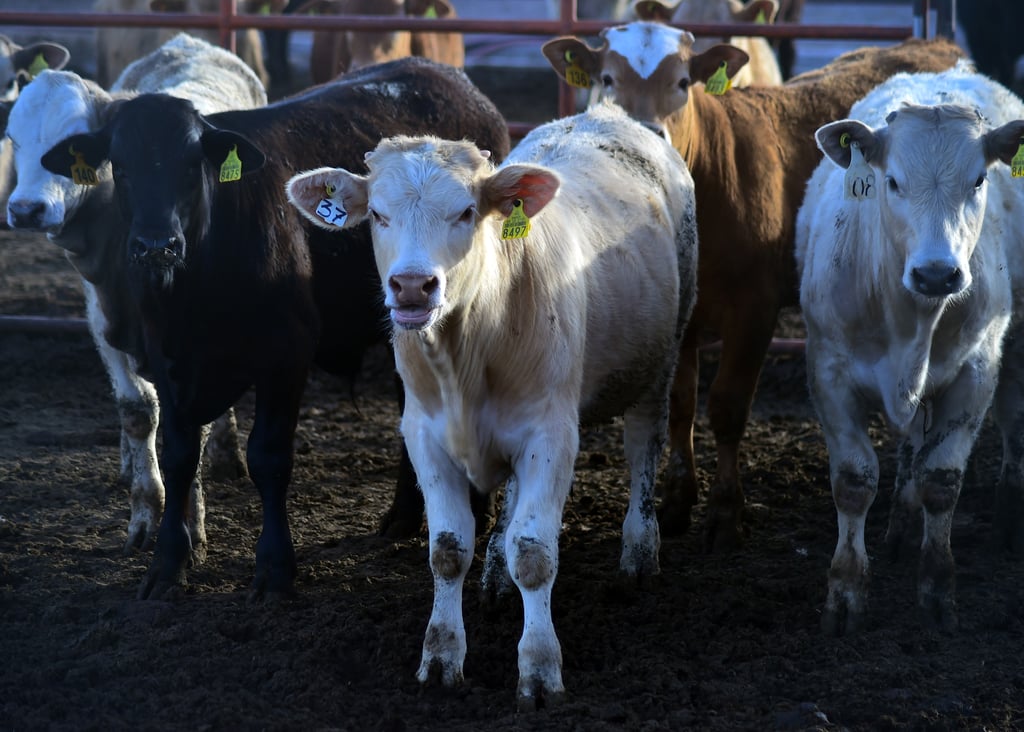 En riesgo exportación de ganado duranguense por falta de antígenos