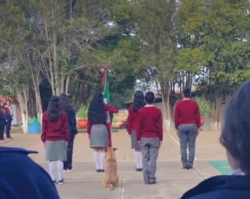 Escuela adopta a canino que se hizo viral por 'marchar' con escolta: 'es un alumno más'