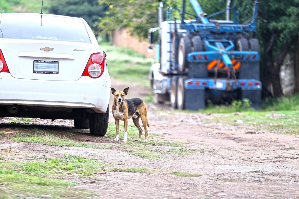 Alarma situación de perros callejeros en Durango