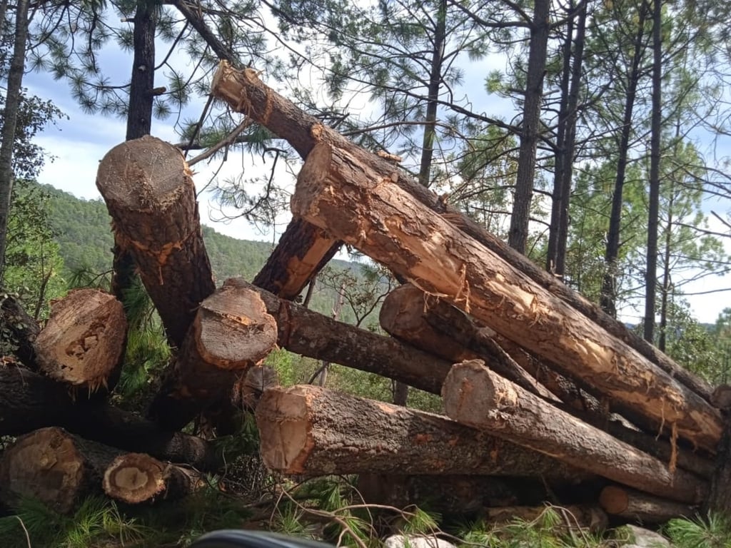 Tala. Habitantes de La Guajolota detuvieron el corte de pino que se estaba haciendo por particulares, pues consideran que estaba siendo excesivo y desmedido.