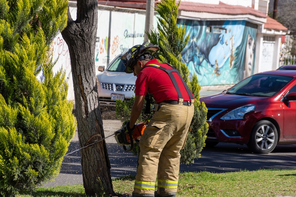 Veda. No se podrán podar o talar árboles en la zona urbana de la ciudad, hasta el 30 de noviembre del 2024.