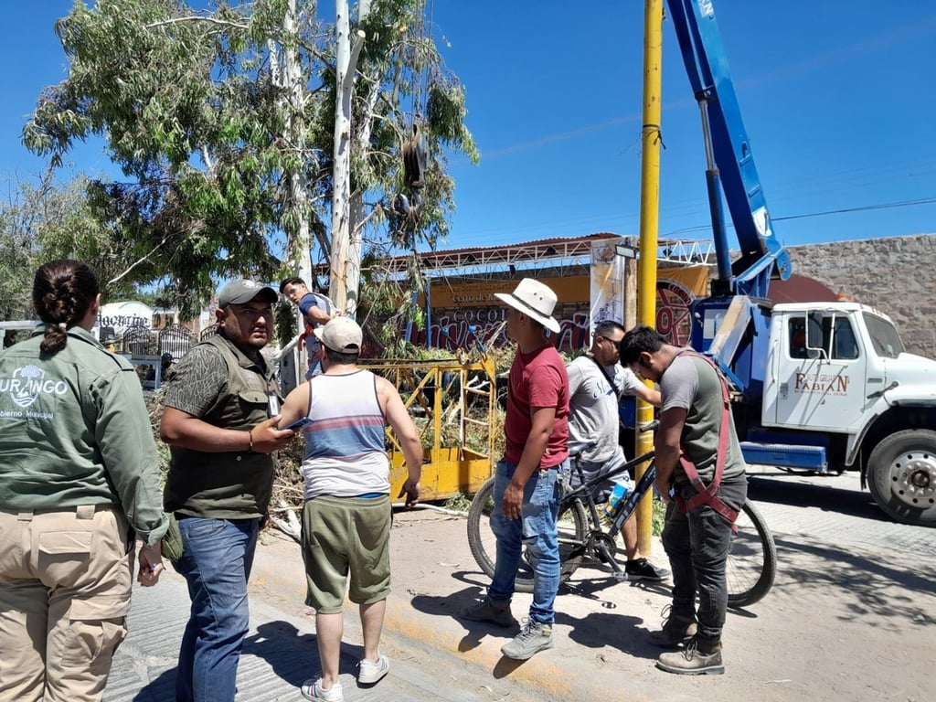 Prohibido. Por el derribo de un árbol de 15 metros en la avenida San Luis, deberán reponer el daño y pagar 260 UMAS.