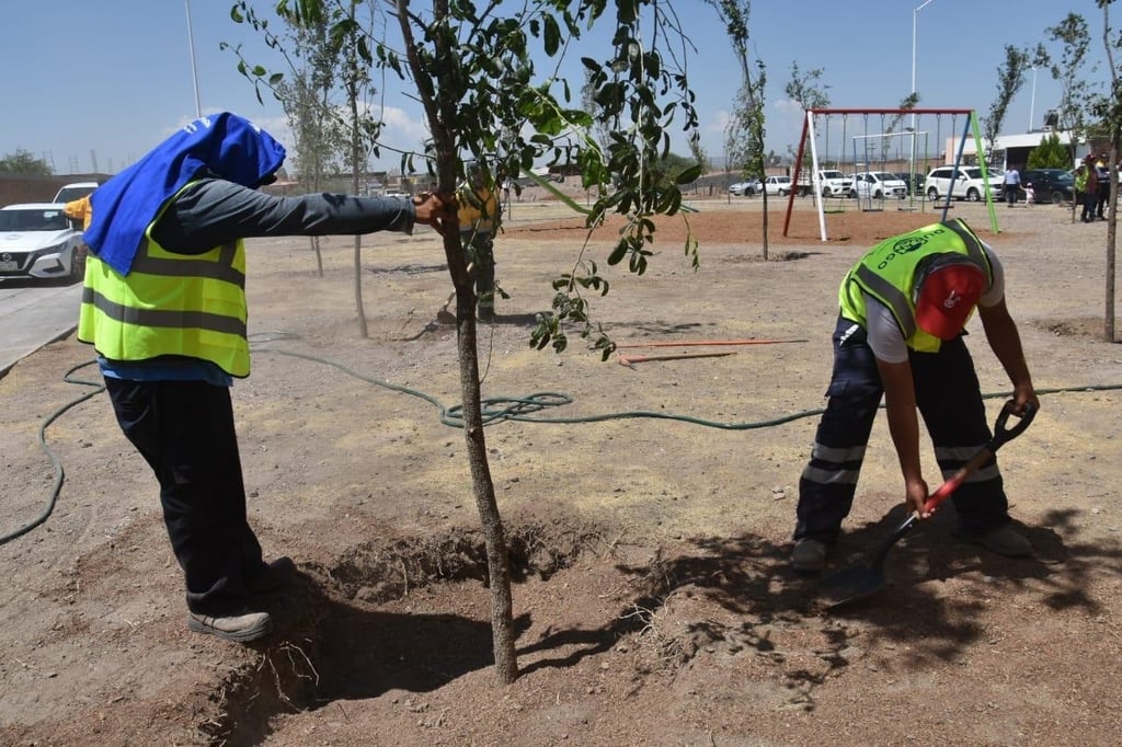 Respaldo. Los árboles están disponibles en la Subdirección de Áreas Verdes de Servicios Públicos Municipales.