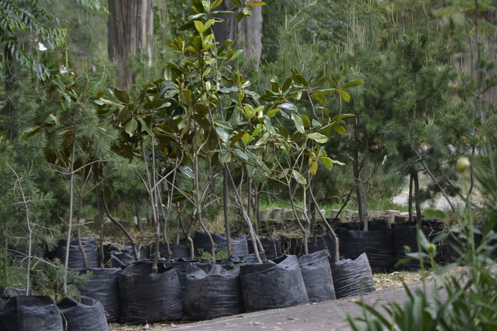 Donarán árboles durante todo el año en Durango capital