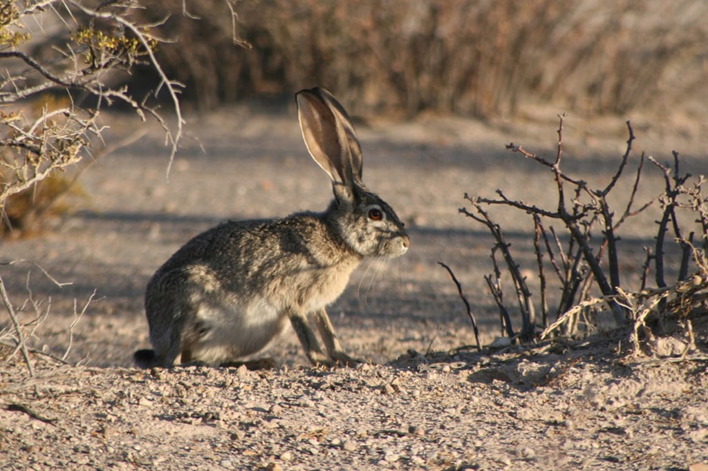 También la fauna silvestre sufre por las temperaturas en Durango