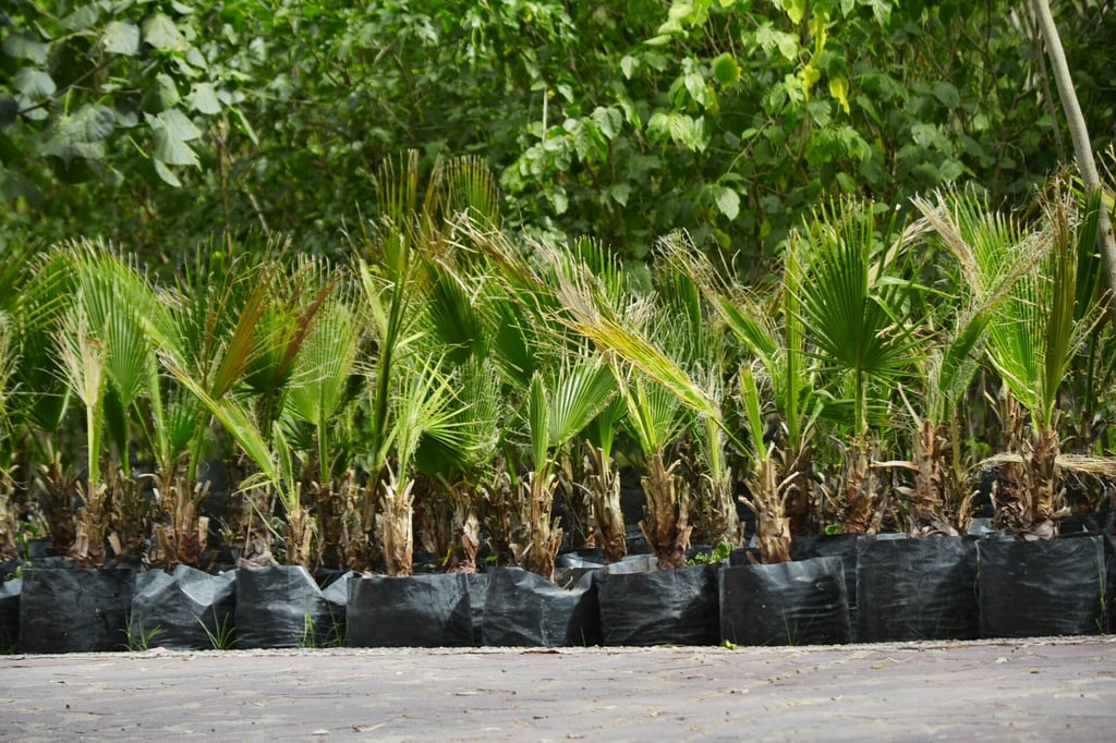 ¿Qué tipos de árboles son los que donarán en Durango?