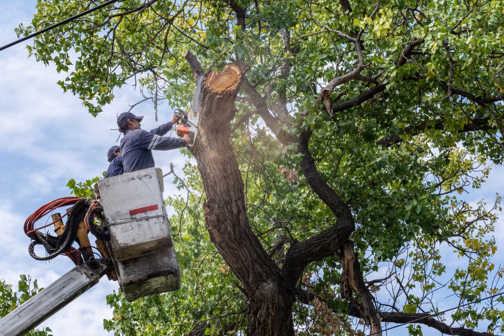 Siguen cortando árboles sin permiso en la ciudad de Durango