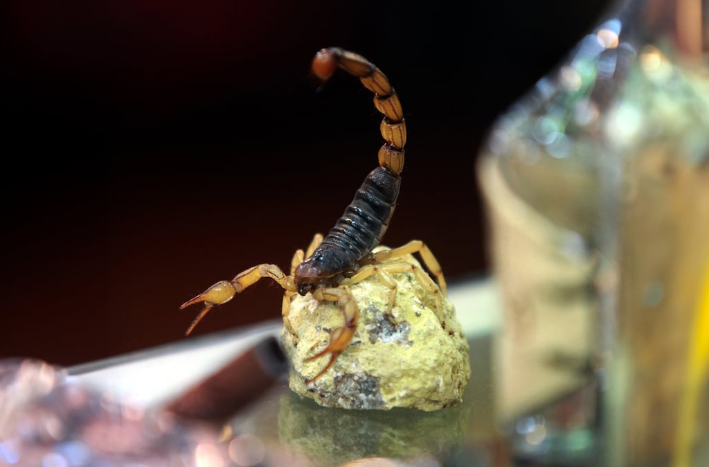 Llaman a duranguenses a cuidarse más de los alacranes a partir de esta semana