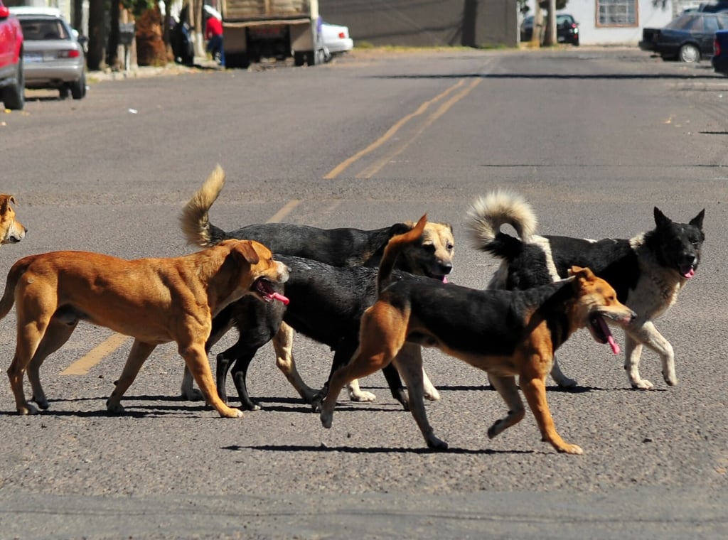Por olas de calor, mueren más de 400 perros y gatos en Durango capital