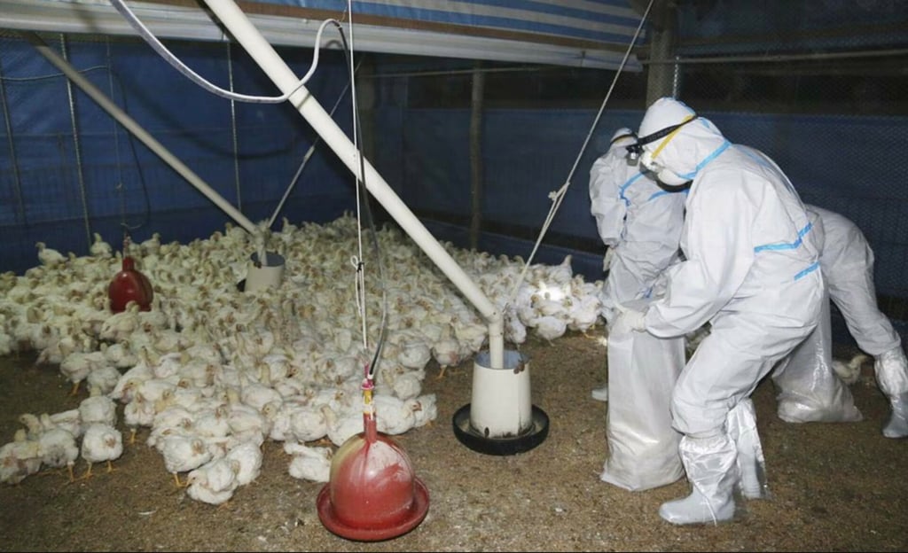 Fallece el primer humano por gripe aviar H5N2 en México, advierte la OMS