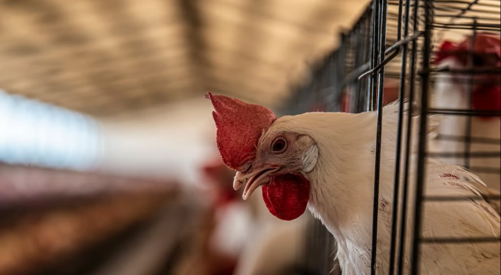 ¡Que siempre no! Aclara OMS que reciente muerte en México no es atribuible a gripe aviar